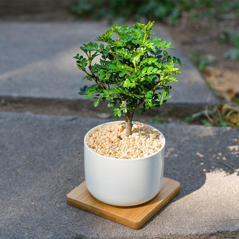 清香木mini绿植办公桌面微景观ins风小盆栽净化空气驱蚊除吸甲醛竹托