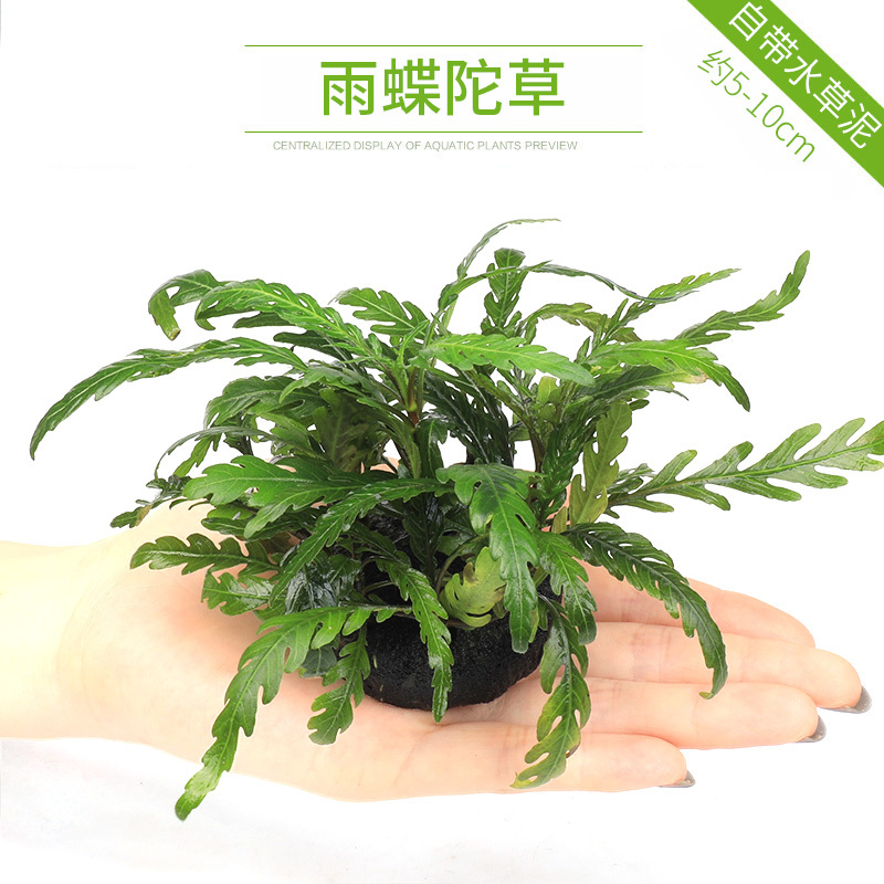 大九叶皇冠草真水草鱼缸装饰懒人水草淡水有茎类中后景性草