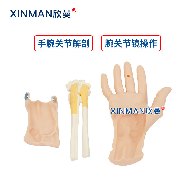 欣曼科教 腕关节镜检查操作训练模型 腕关节解剖模型XM-WL108高清大图