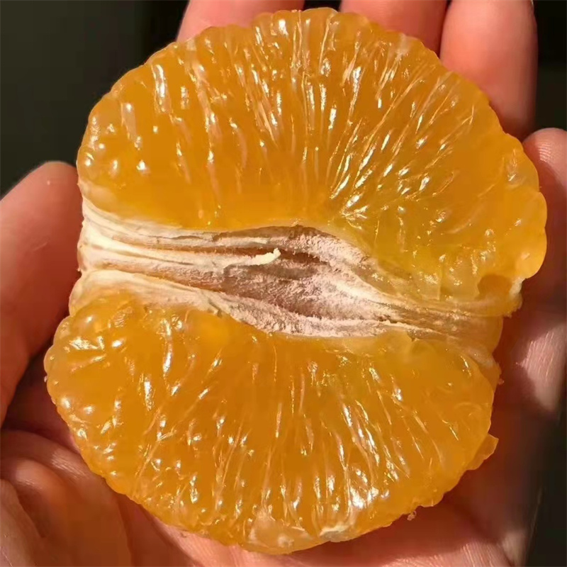 湖北三峡爱媛果冻橙新鲜当季富含维C孕妇水果可手剥新鲜水果3斤/5斤/9斤装/12枚礼盒装高清大图