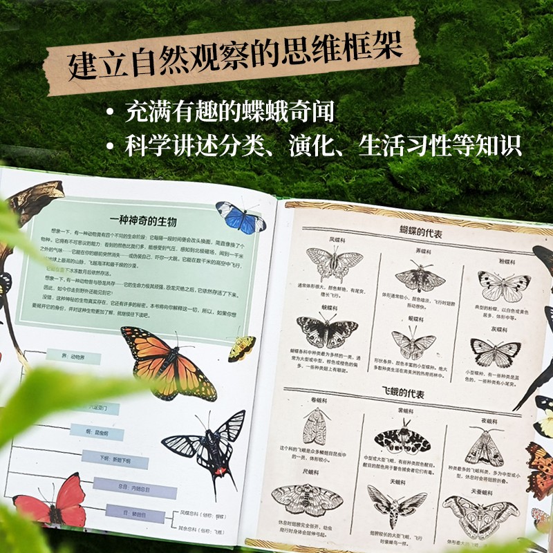 蝴蝶的秘密生活 [正版]蝴蝶的秘密生活 人文科普科学自然知识教育 儿童读物童书绘本 精装全彩大开本 译林出版社高清大图