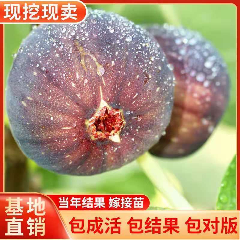无花果树苗 地栽庭院大耐寒盆栽阳台波姬红当年结果南北方种植|黑爵士 当年结果苗[一棵装]