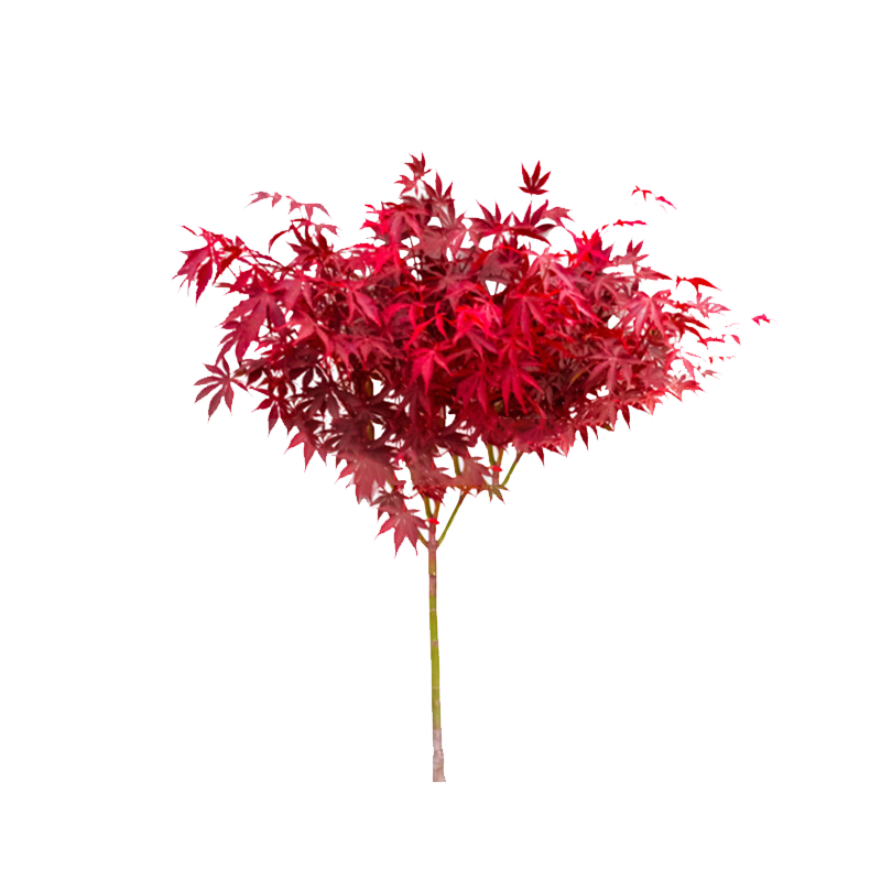 路轶森 红枫树苗 5公分 棵高清大图