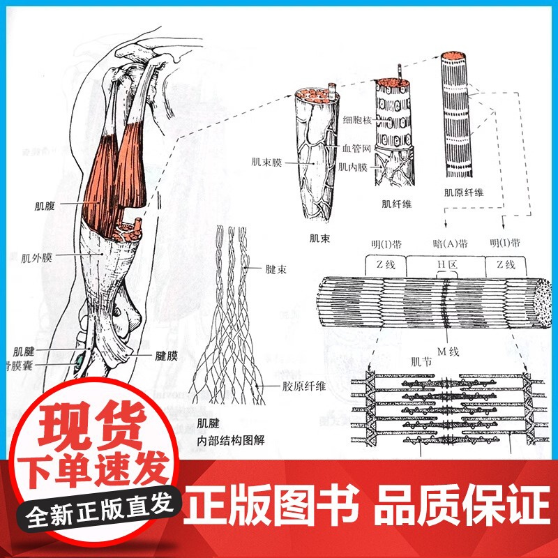 [正版]运动解剖学图谱 第3版 人民体育出版社运动解刨学运动医学书运动训练力量健身人体肌肉全面解剖图谱体育医学专业书籍高清大图
