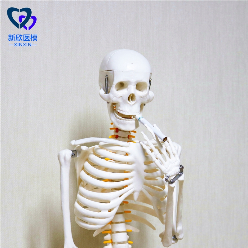 医学人体骨骼模型骨架带肌肉仿真玩具小白全身真人可拆卸正骨医用 E款普通款半身肌肉起止点高清大图