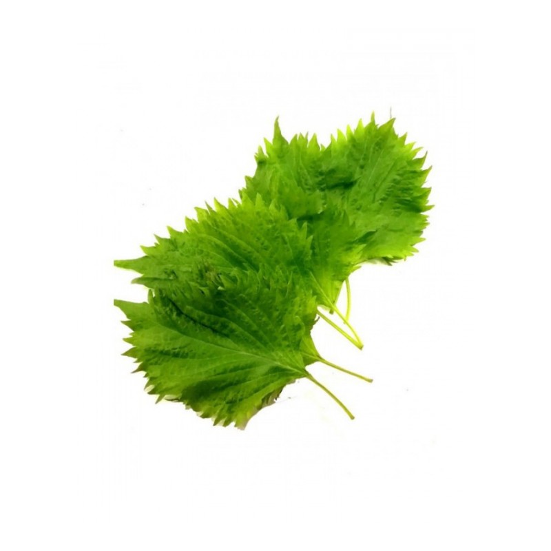 新鲜苏子叶 500g 菜韩国烤肉叶日式料理绿色蔬菜紫苏菜叶 200片左右