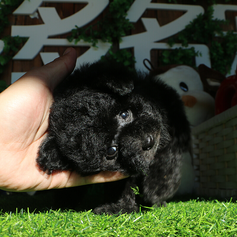 [多多名宠]泰迪狗幼犬泰迪犬小型犬贵宾犬幼犬宠物狗狗泰迪幼犬泰迪贵宾犬