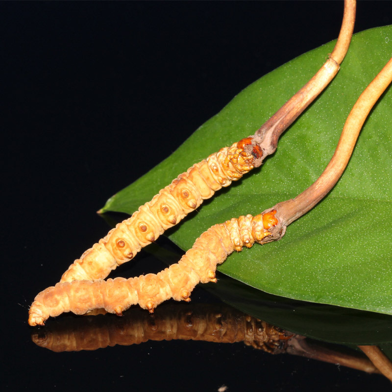 益升源玉树新鲜冬虫夏草2019年现挖虫草06克条10条装