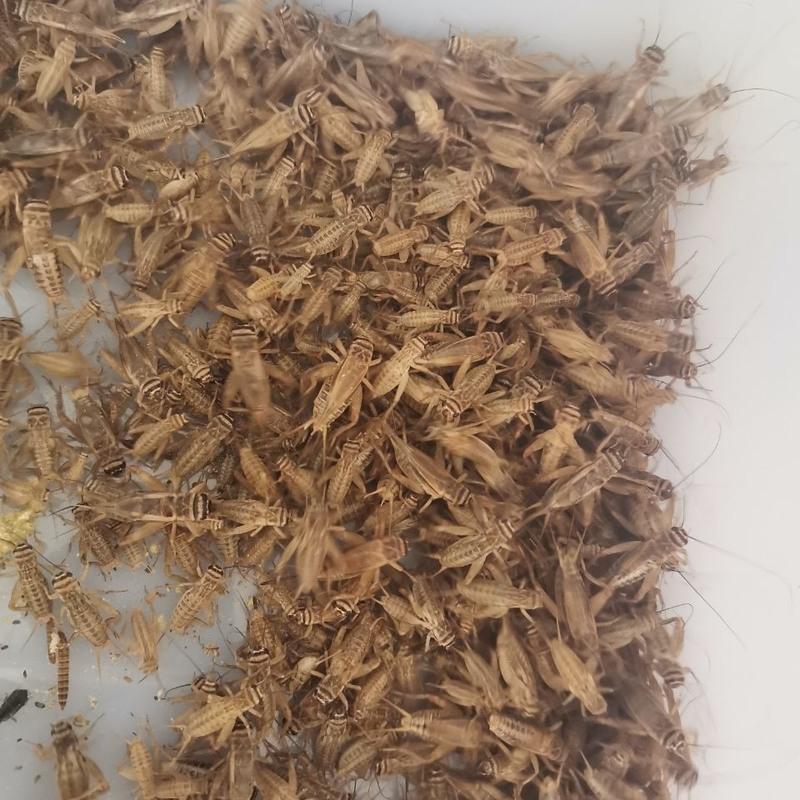 白蟋蟀,养殖场直发,龙鱼饲料斗鸡斗鸟角蛙画眉活体饲料 白蟋蟀饲料1斤