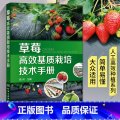 【正版】草莓高效基质栽培技术手册 草莓种植书籍大全农业技术果树种植病虫害图谱与防治栽培技术农业书籍科学实用果树栽种全高