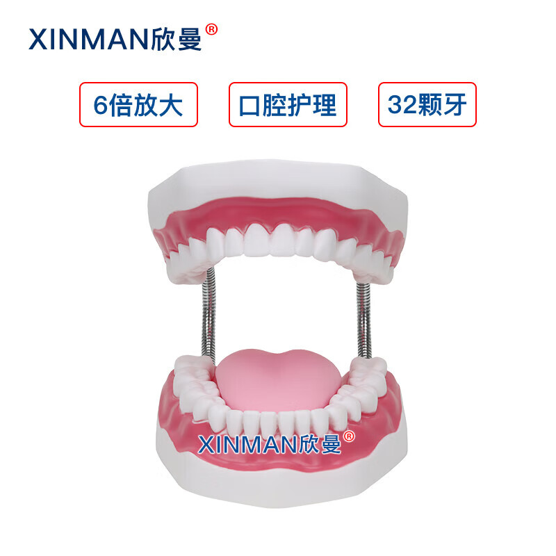 欣曼科教 口腔护理模型 牙保健模型 口腔清洁操作模型XM-KQA高清大图