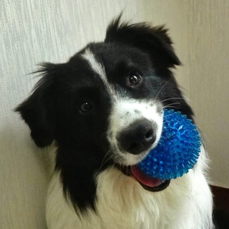 耐咬磨牙声洁齿狗狗玩具球声宠物大型犬金毛泰迪狗咬球耐咬磨牙橡胶球训练 时尚创意宠物用品宠物玩具球形玩具