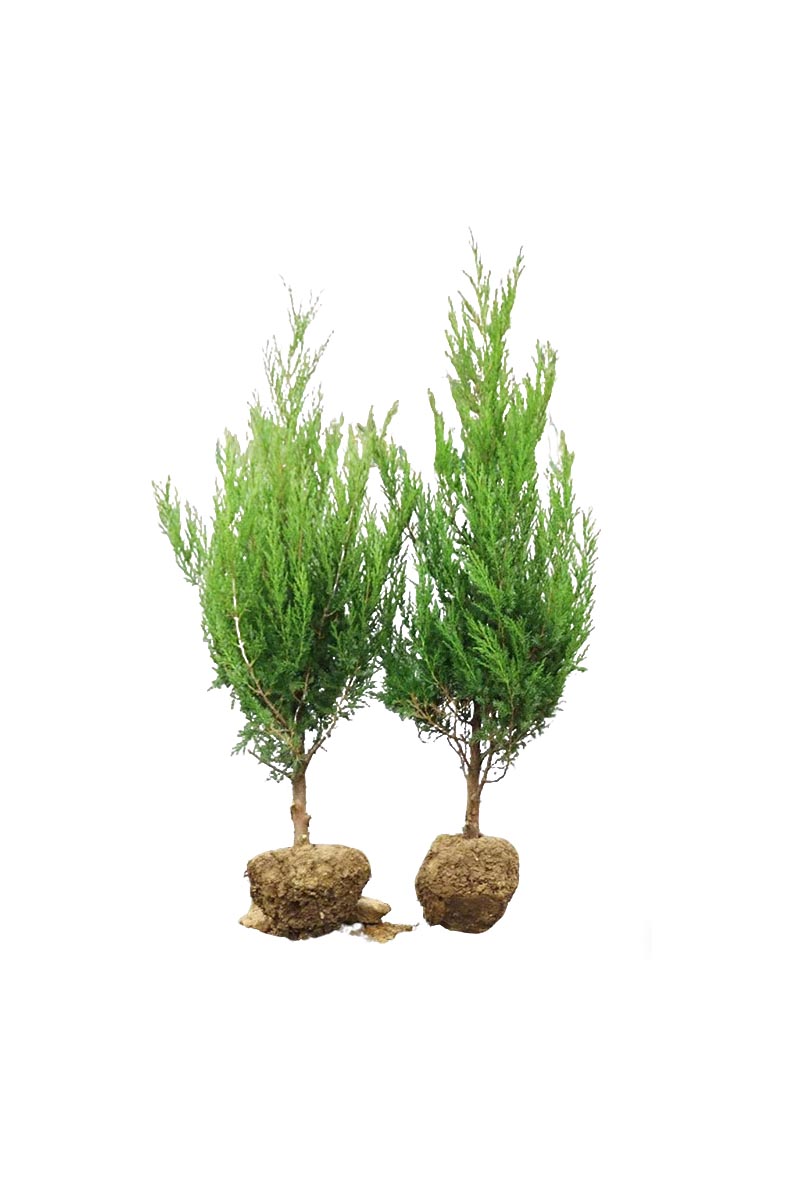 路轶森 柏松柏 地柏苗 40cm 支高清大图