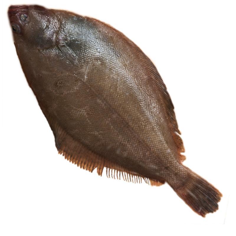 汶优香 Wenyouxiang 鱼类碟鱼白鲽鱼二去碟鱼新鲜海鲜鲜活水产海鲜鱼新鲜大鲽鱼三斤 三条 价格图片品牌报价 苏宁易购汶优香赛卡伊零食专卖店