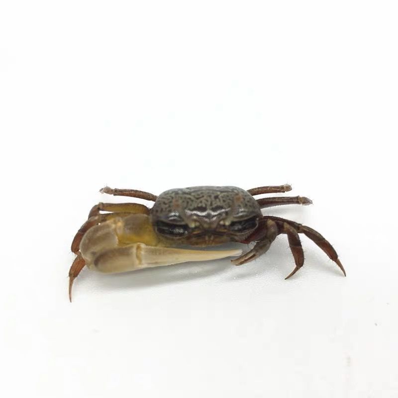 活体螃蟹宠物蟹相手蟹迷你蟹辣椒蟹豹点蟹溪蟹包活集锦相手蟹>800_800