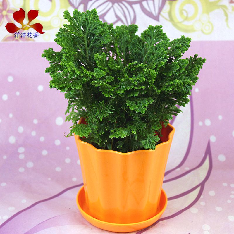 万年草 报价行情 排行 品牌 参数 怎么样 图片 商家 苏宁易购