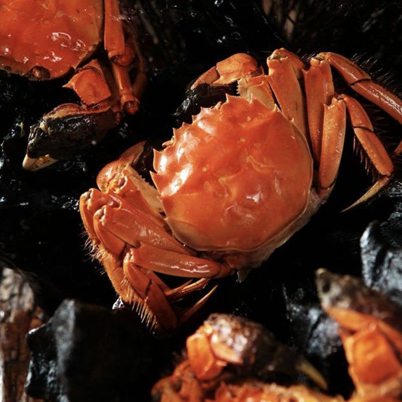 [礼盒]浓鲜时光盘锦河蟹大闸蟹稻田蟹活蟹1388型母蟹3.0两公蟹4.0两各4只共8只螃蟹图片