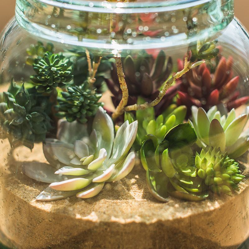 石莲花 石竹 观音莲 佛手莲 芦荟仿真多肉植物绿植小盆景