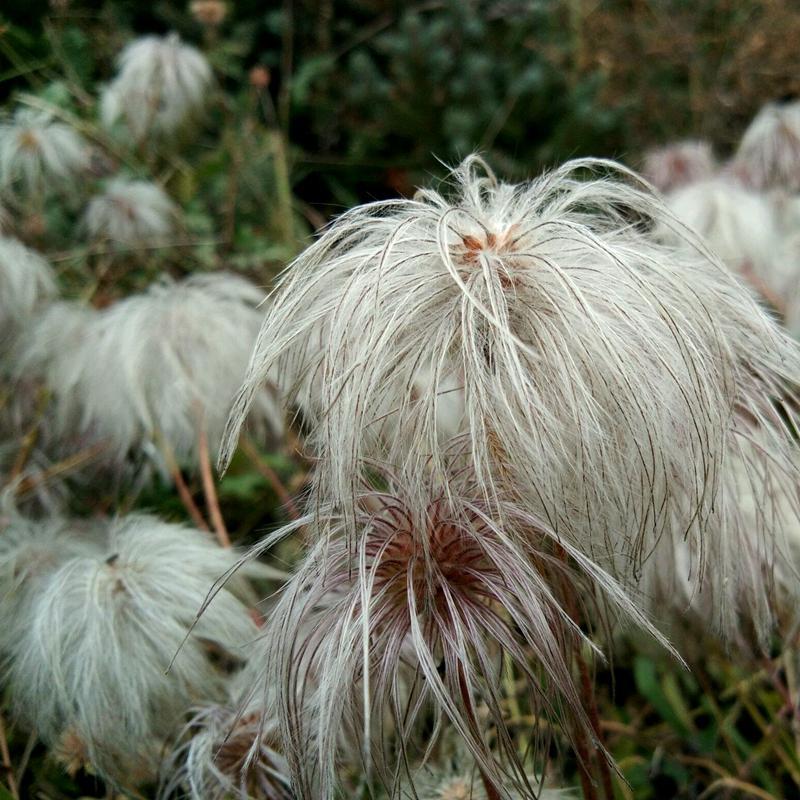 材白头翁种子奈何白头老翁花猫爪子花威灵仙种子白头翁种子20粒
