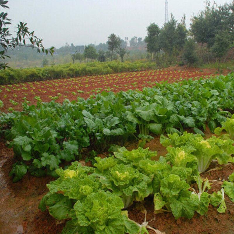 天然黄土山泥土种植土养花营养土壤种菜土泥茶花茉莉黄土泥黄泥巴 5斤纯黄土粘性土送1袋生根粉