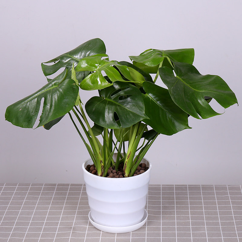 弹痕龟背竹大盆栽客厅大型仙洞龟背竹开背观叶植物室内