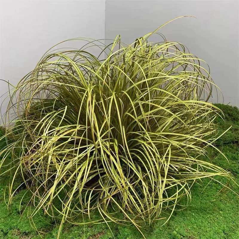 仿真绿植蒲草装饰造景假草摆件 10盆起售高清大图