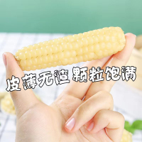 [西沛生鲜]云南新鲜拇指玉米 白糯玉米 2斤 黏玉米甜糯玉米袋装粘玉米黄糯玉米现摘