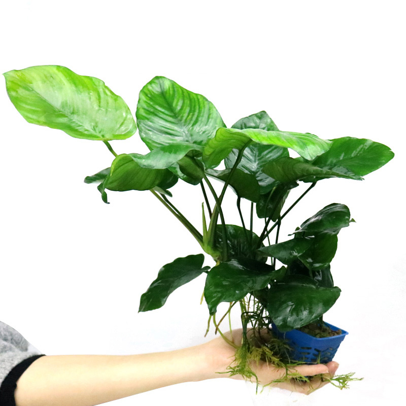 鱼缸水草植物真草造景莫斯懒人增氧淡水榕沉木爬地趴地矮珍珠高清大图