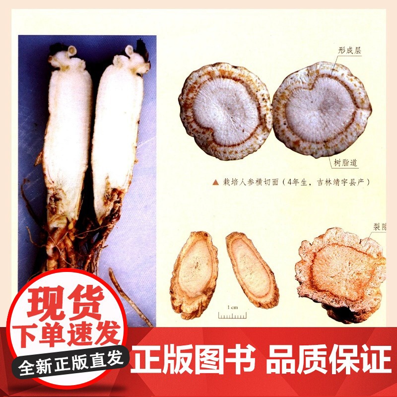 正版[全4册] 中国中药材及饮片真伪鉴别图典 中药书籍大全 铜版纸彩图 中草药图谱 中国药典书 十三五重点图书 广东高清大图