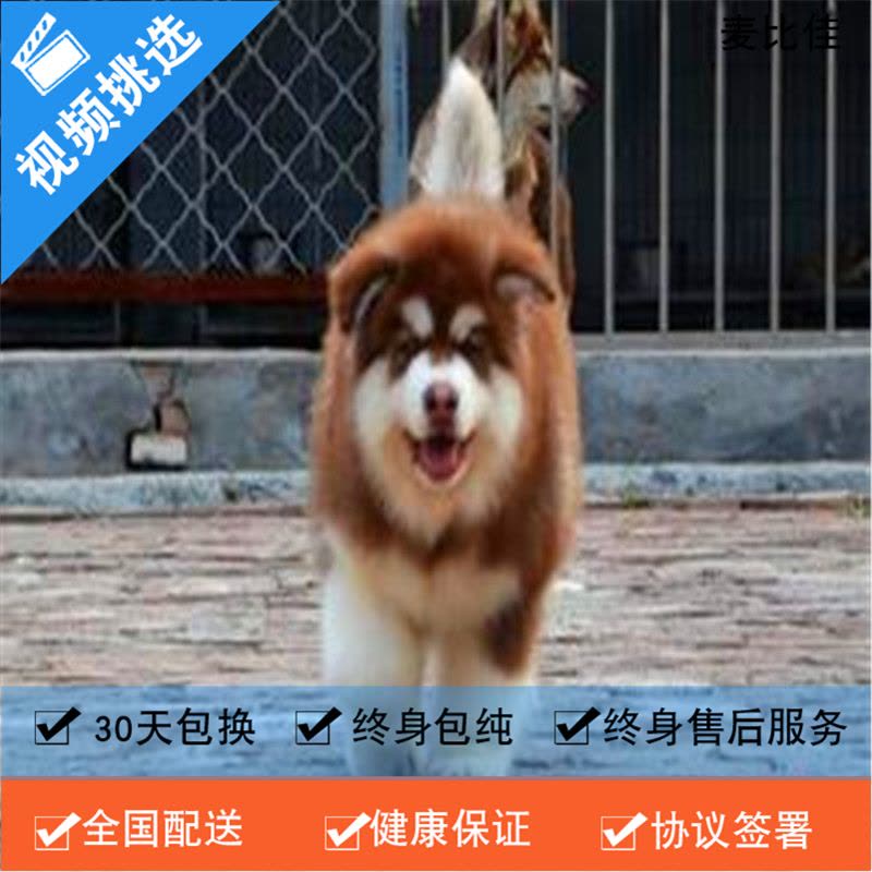 麦比佳 纯种巨型阿拉斯加幼犬活体宠物 熊版十字脸阿拉斯加雪橇犬 双血统烟灰色桃脸阿拉斯加幼崽 巨大型雪橇犬阿拉斯加犬2图片