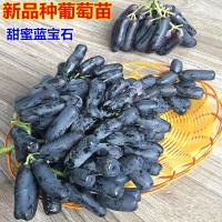 美国金手指无籽黑提葡萄树苗当年结果棉花糖甜蜜蓝宝石南北方种植