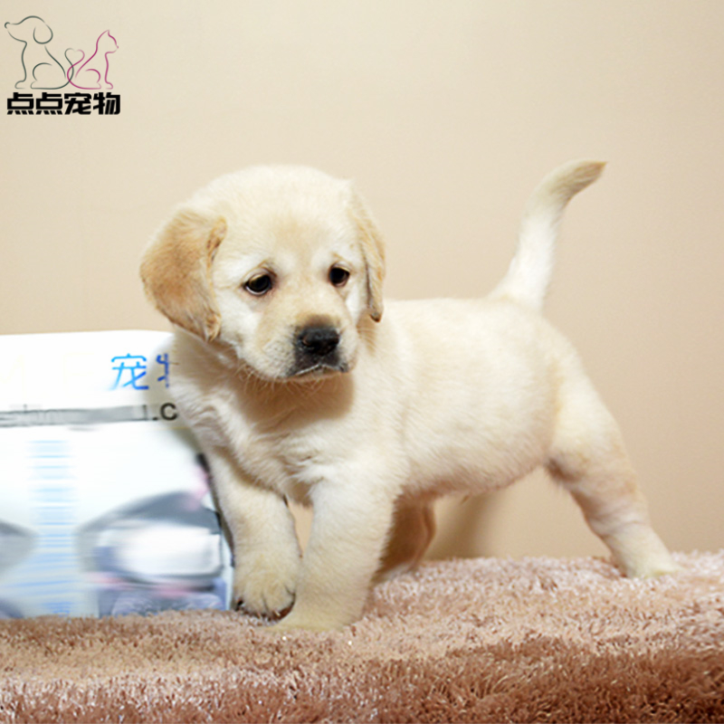 点点宠物 狗狗 宠物狗狗拉布拉多犬幼犬 血统级短毛高智商拉不拉多导盲犬 黄色奶白色黑色可选公母视频挑选 包健康高清大图