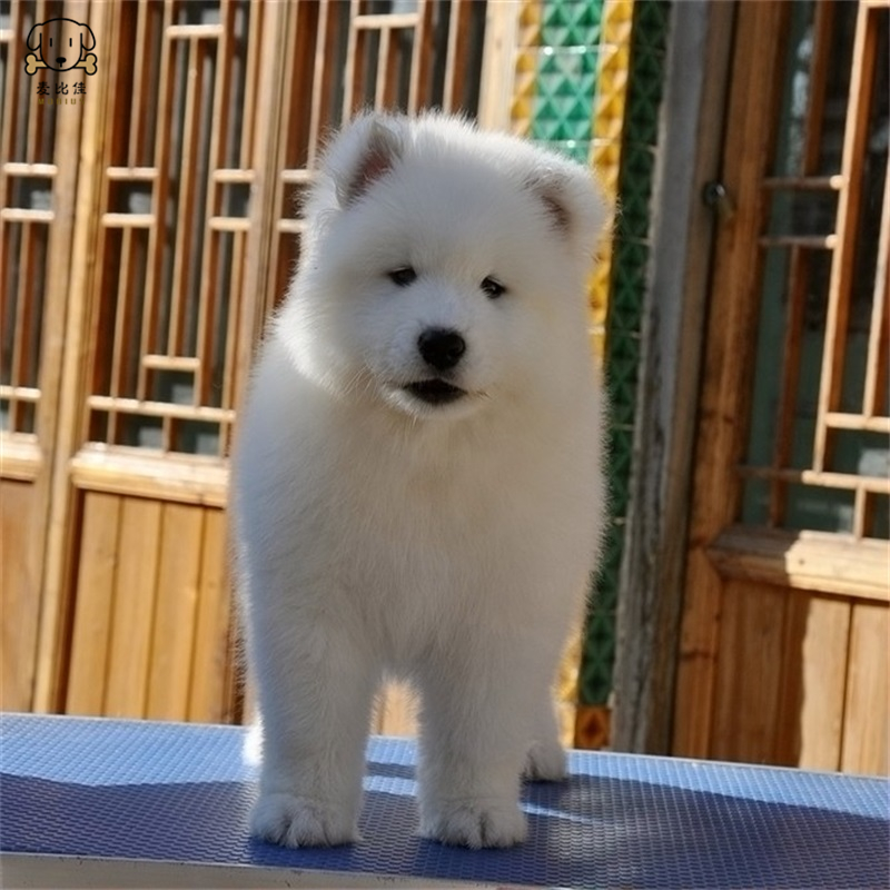 麦比佳 萨摩耶犬幼犬 萨摩耶犬狗狗活体 纯种血统中大型雪橇犬萨摩大骨架熊版澳版微笑天使纯白色萨摩耶宠物狗狗高清大图