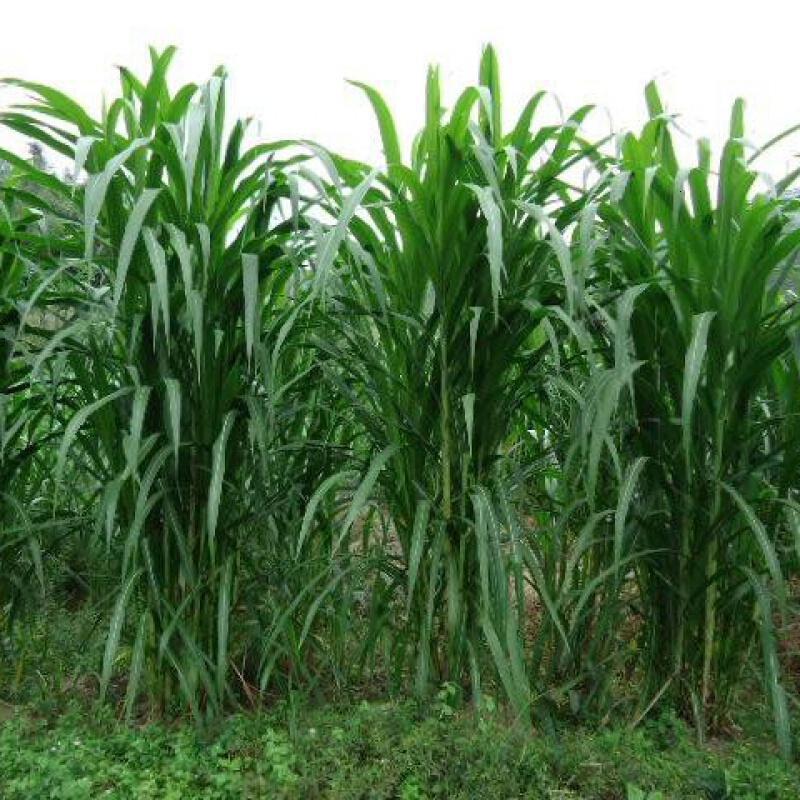 墨西哥玉米草种子优12阔叶玉米草猪羊牛鱼兔养殖草籽高产牧草播种
