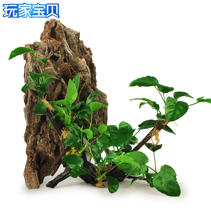 懒人水 入缸成景 鱼缸水 沉木莫丝水多头沉木水榕沉木水高清大图
