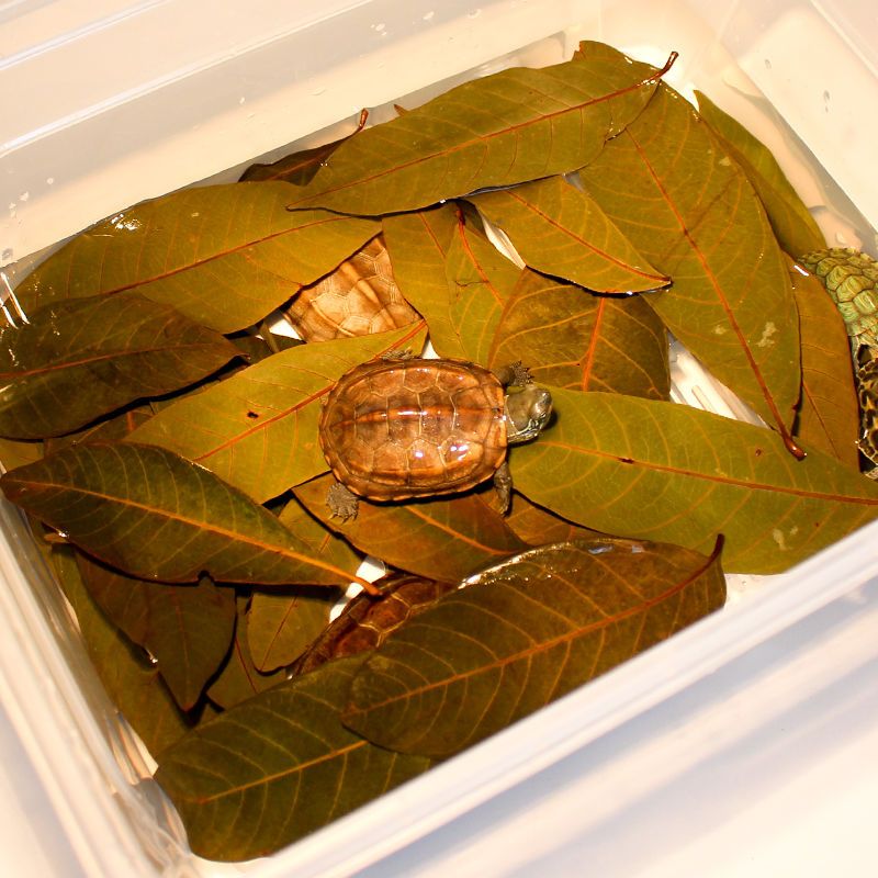 0.2斤 龙眼叶100片(买3送1) 免煮乌龟龙眼叶腐皮养龟用品水族鱼缸榄仁叶懒人调节水质造景龟用