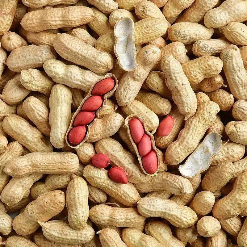 红皮花生带壳批发花生米新鲜晒干炒熟四粒红生花生果