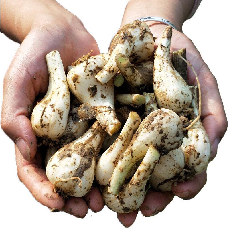 xj荞头自种新鲜藠头新鲜蔬菜蒜