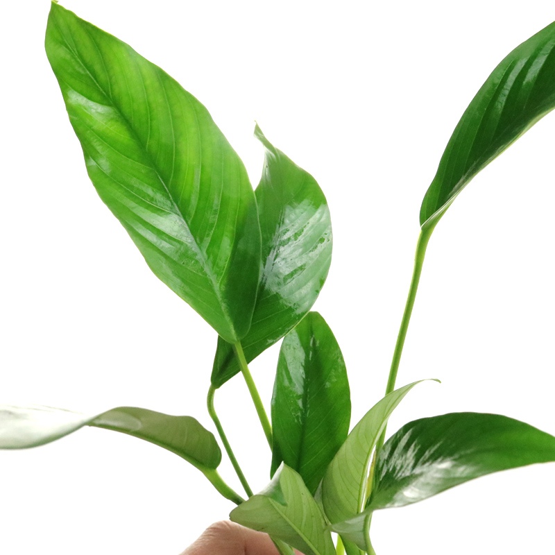 鱼缸水草植物真草造景莫斯懒人增氧淡水榕沉木爬地趴地矮珍珠高清大图