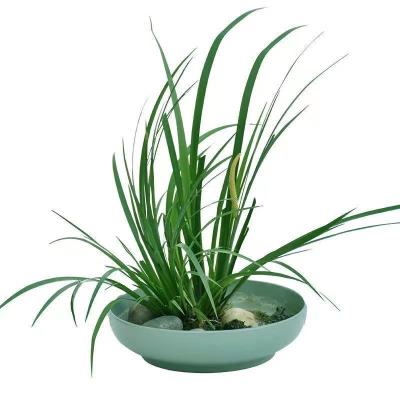 野生石菖蒲水培盆景附龙根 鱼缸养龟挺水培草滤水老桩盆栽绿植物 10根
