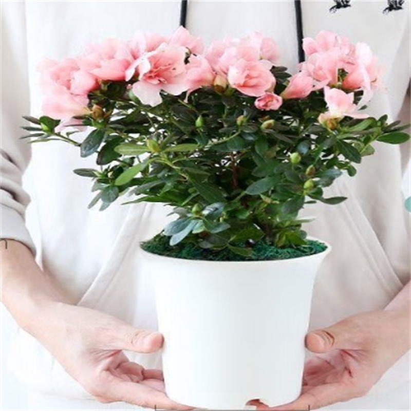 俸胤 花卉 原土原盆 盆高清大图