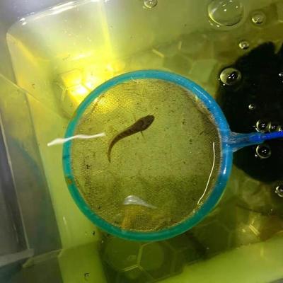 鱼耐活淡水鱼观赏鱼活体雷龙鱼冷水鱼南醴鱼活体鱼凶猛鱼 彩虹雷龙苗