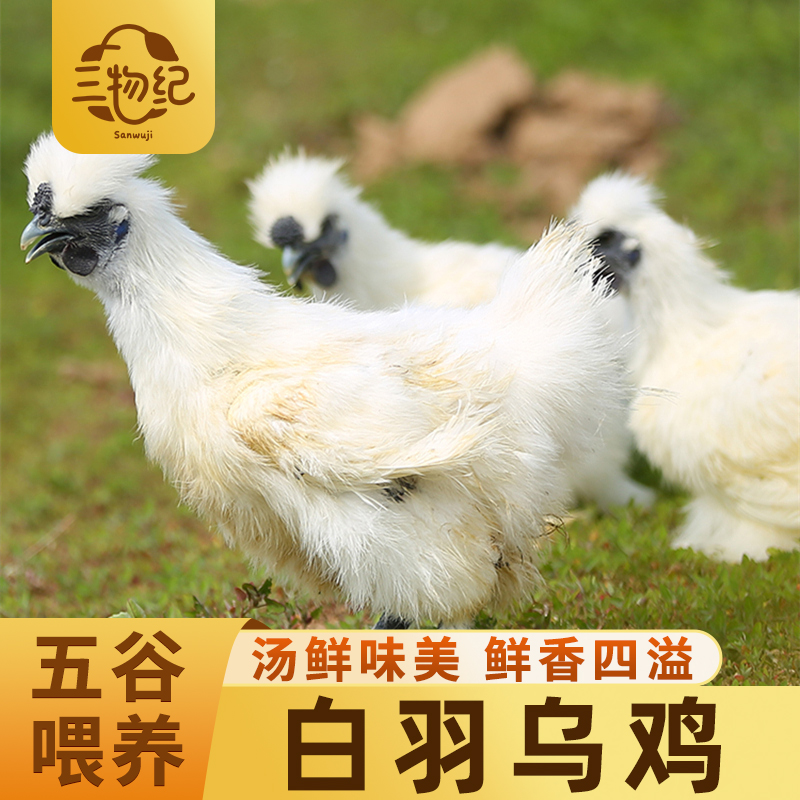【苏鲜生推荐】三物纪白羽乌鸡800g/只 1只装新鲜现杀冷冻肉质鲜美农家慢养整只顺丰发货