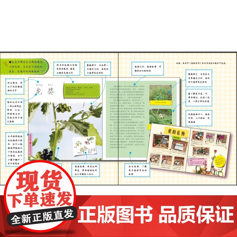 发现植物套装2册 路边的植物 墙角的植物 植物百科 科普读物 自然 科普百科启蒙 少年儿童出版社高清大图