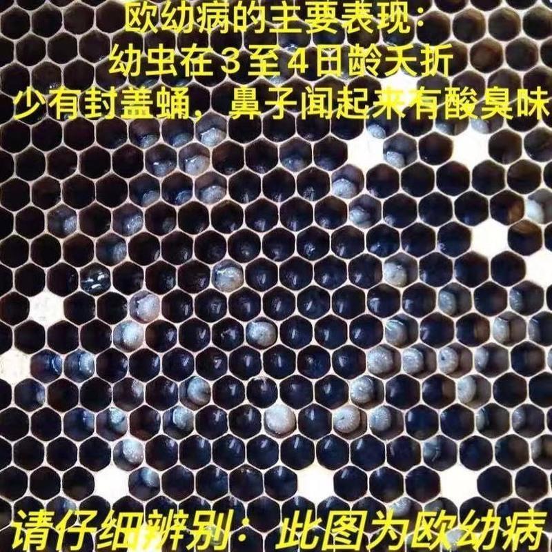 蜜蜂中蜂烂子病囊状幼虫病欧洲幼虫腐臭病中囊腐臭病巢虫烂子停蜜蜂