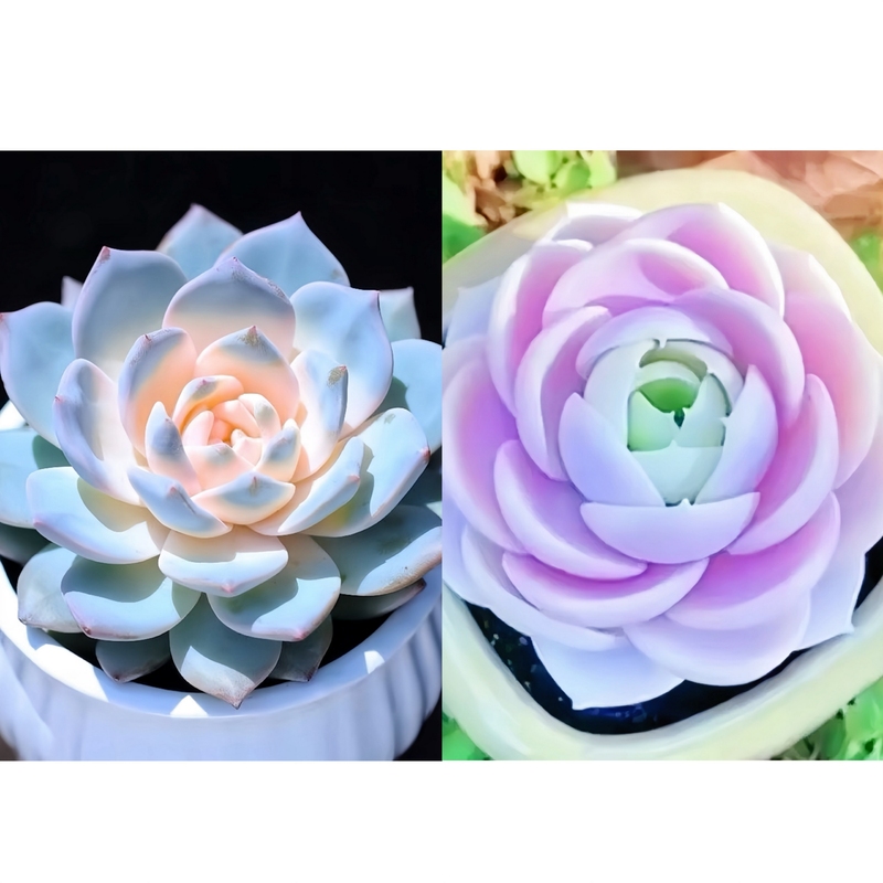 【补贴10%】新款多肉植物盆栽组合侧影纯爱红蜻蜓新手好养耐寒办公肉肉防辐射 粉蓝鸟5-6cm+蓝色激光5-6cm