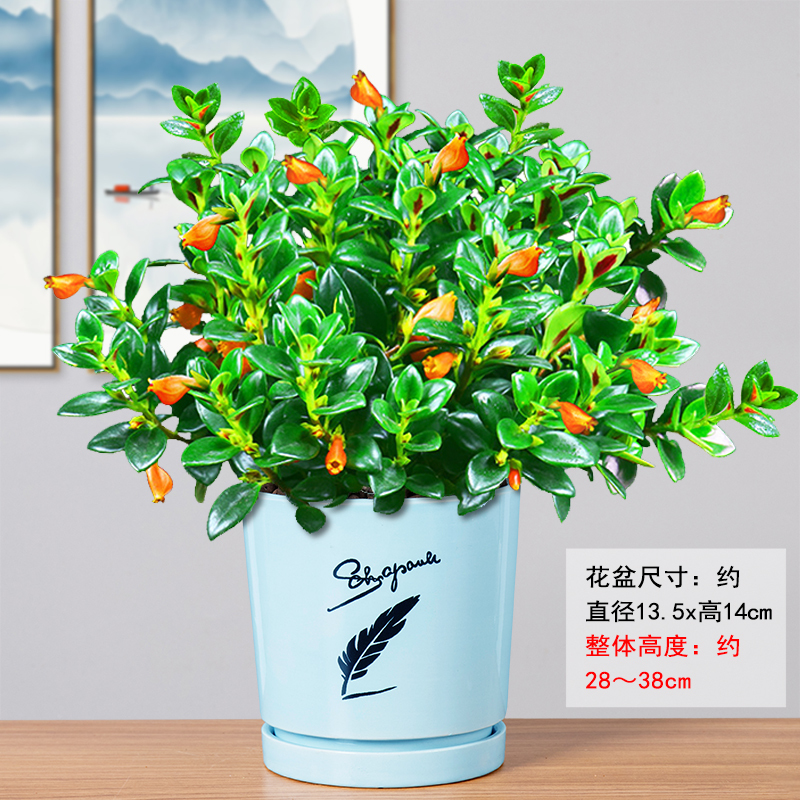 金鱼花吊兰开花盆栽植物室内绿植弹痕办公室好养易活花卉四季阳台花苗蓝羽盆 大号金鱼花 带花苞 带盆栽好报价 参数 图片 视频 怎么样 问答 苏宁易购