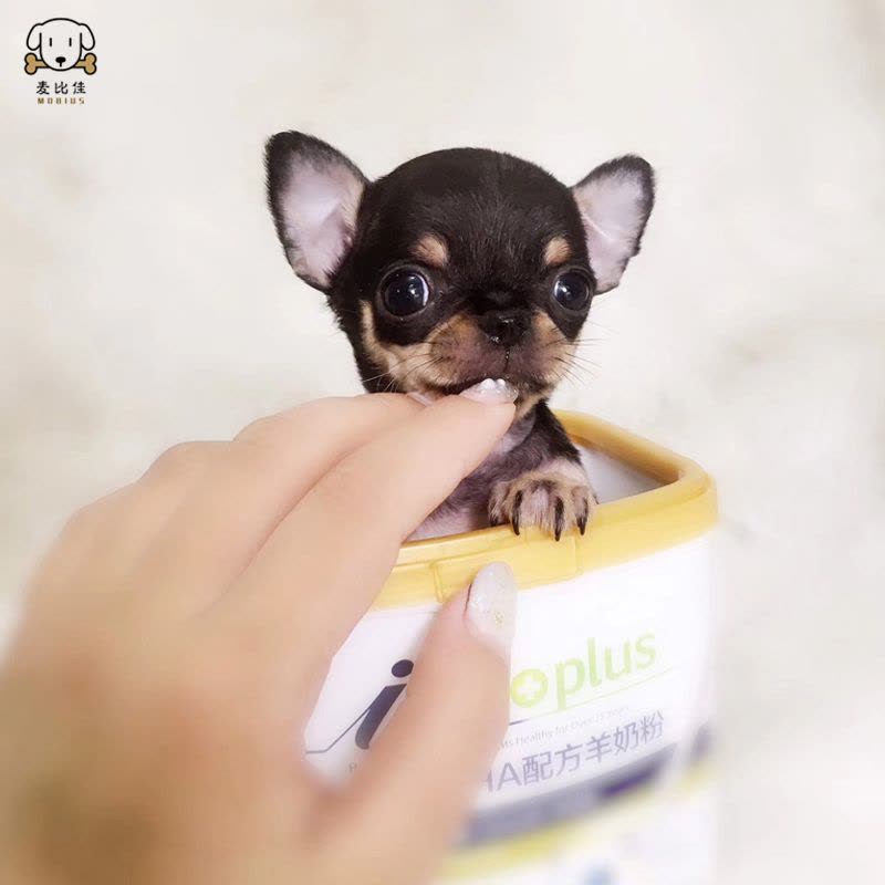 麦比佳 吉娃娃狗狗活体 纯种双血统小体吉娃娃狗狗 宠物狗吉娃娃苹果头铁包金娃娃狗黑白花长不大迷你墨西哥吉娃娃犬图片