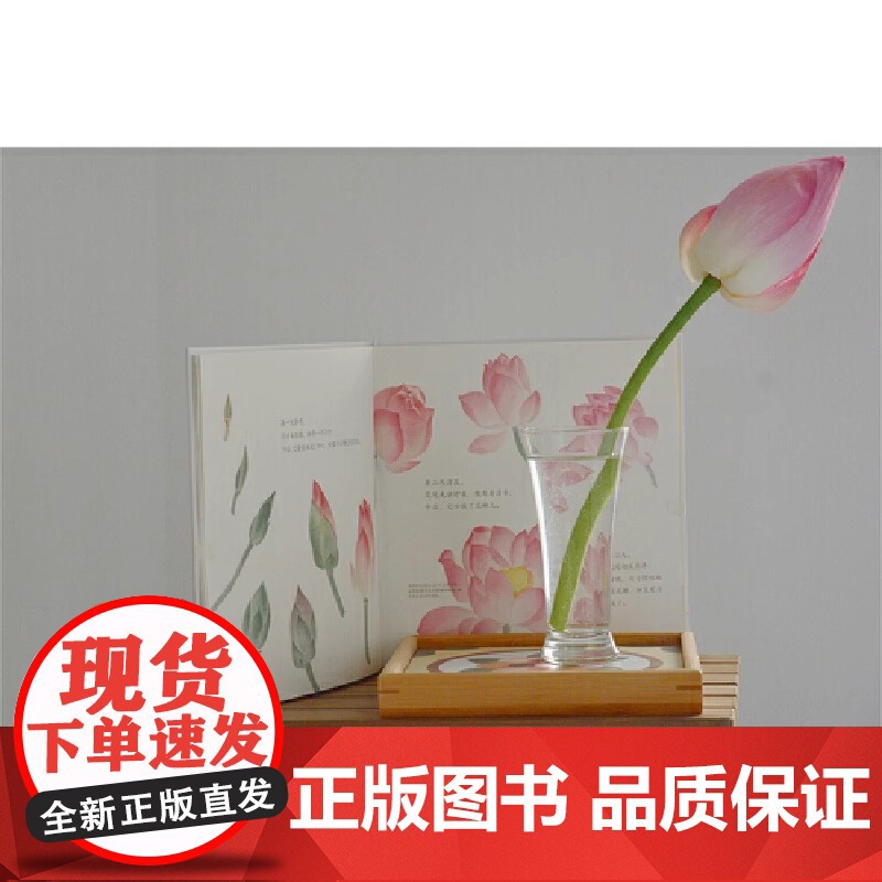一颗莲子的生命旅程精装硬壳 以国画绘出莲的生命轮回国风情怀自然科普绘本 系统讲述莲文化和莲的科学知识 陈莹婷 浪花朵朵正高清大图