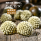 聚修堂(JUXIUTANG) 绿萝花茶 150克